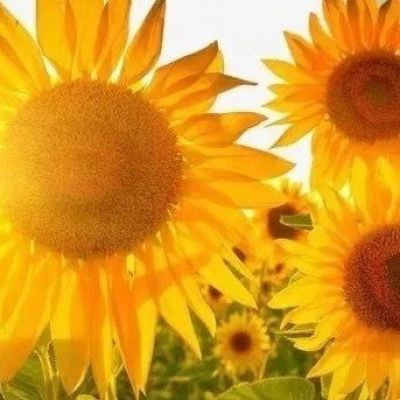 冰糖葫芦的头像