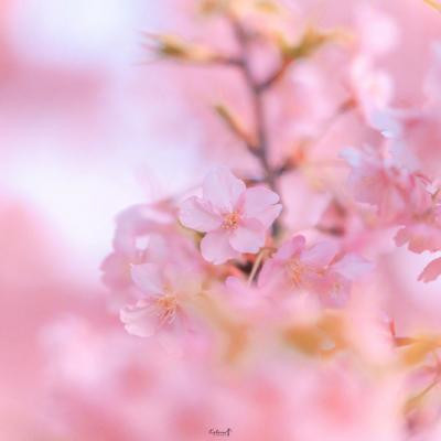 铁观音骨的头像