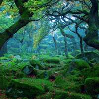 南风未起的头像