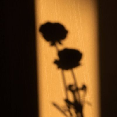 风吹麦浪的头像