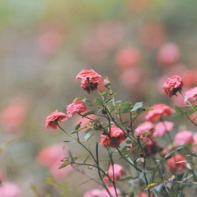 星辰大海的头像