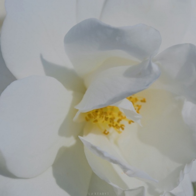 冰滴银河的头像